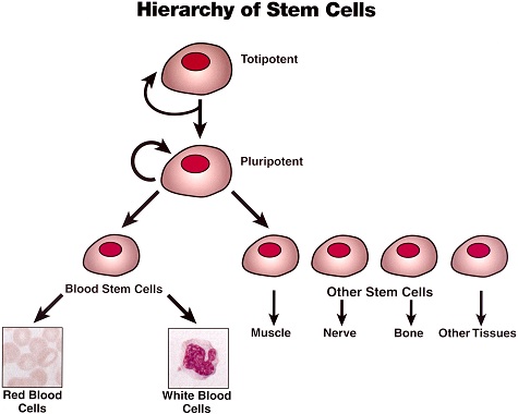 stem-cells 475