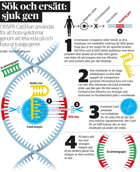 En sax för gener kan få Nobelpris - bild 5A Grafik_CRISPR1