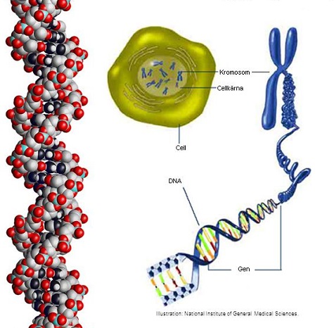 Gen Och Allel | Biologi